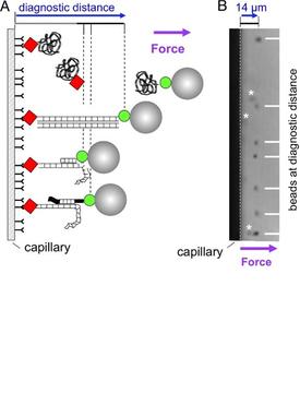 Pairing of homologous DNAs using the parallel single molecule, magnetic tweezers-based assay.