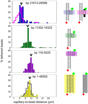 Effect of sequence on DNA pairing.