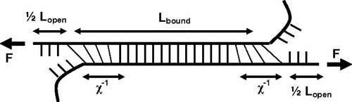 Schematic of a dsDNA sequence under a shear stress.