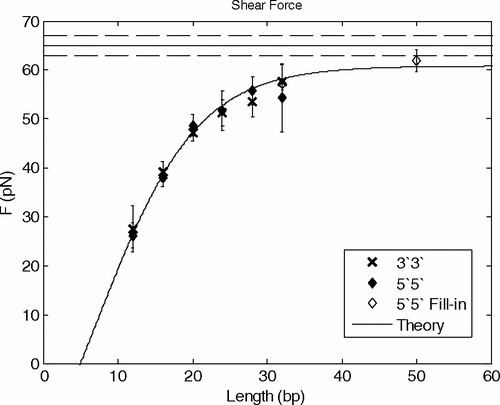The shearing force of sequences as a function of length when pulled either by the 3′3′ or 5′5′ ends.