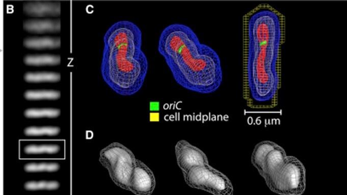 Iso-intensity PyMOL reconstruction of a G1 nucleoid